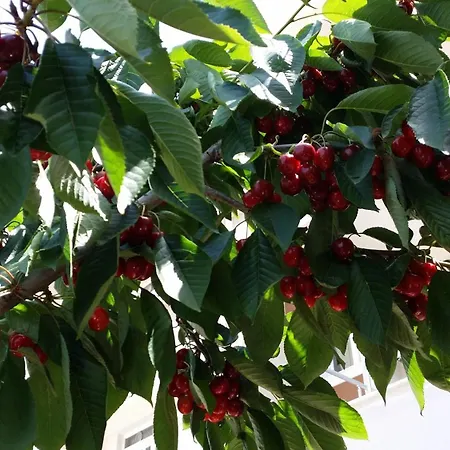 Karaagac Green Edirne-2