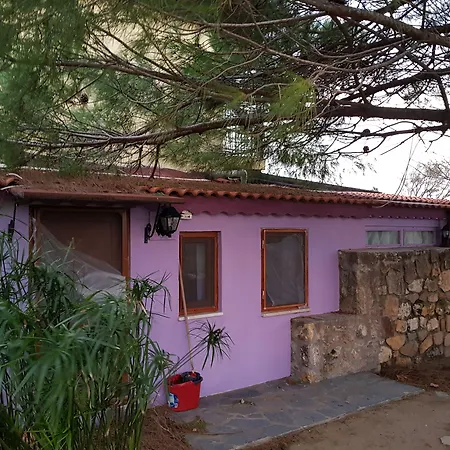 Nar Bağevi-3