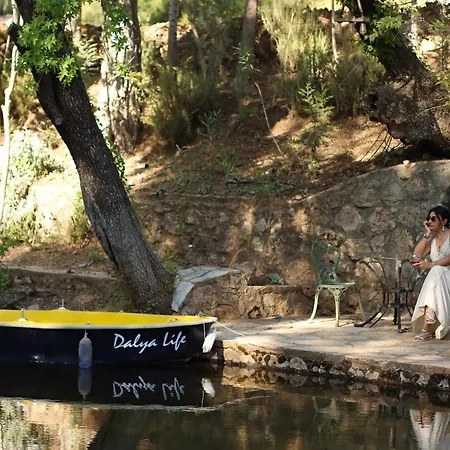 Dalya Life-2