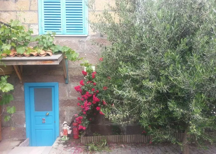 Assos Mia